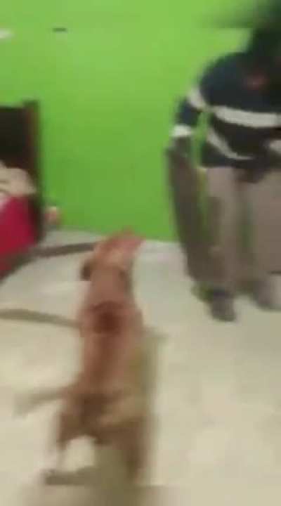 Ninja dog