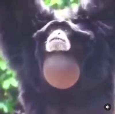 Perfectly cut monke