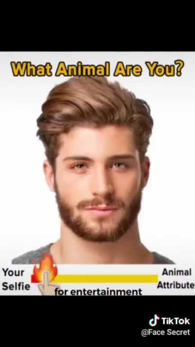 M e e r k a t