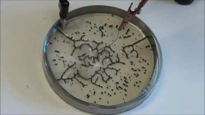 Self assembling wires