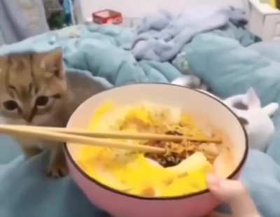 To tease a kitten