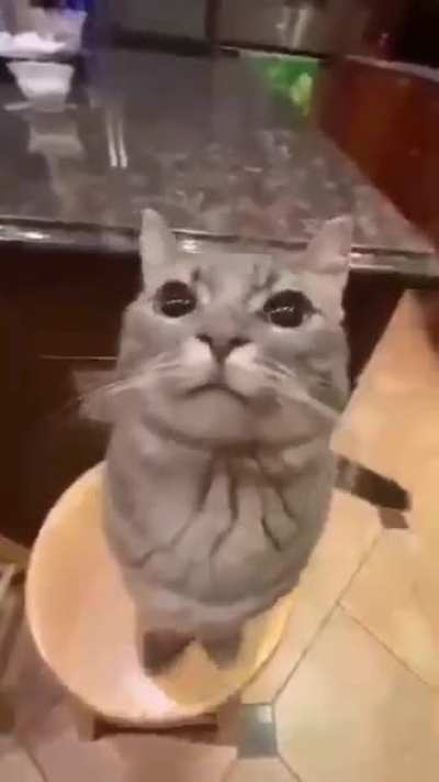 Kitty