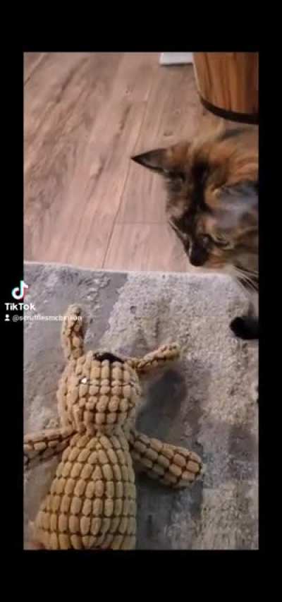 Who put catnip in the carpet again??