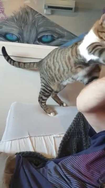 This cat at a Cat Cafe loves blueberry muffins. He will stop at nothing to get his blueberry muffins.