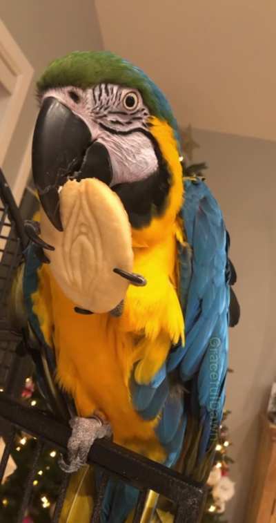 I made pussy shaped cookies.  My bird absolutely loves them 🤦🏼&zwj;♀️. Please tell me this counts as NSFW funny 