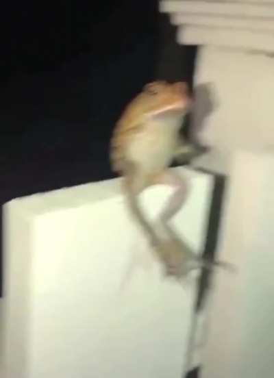 Do a flip