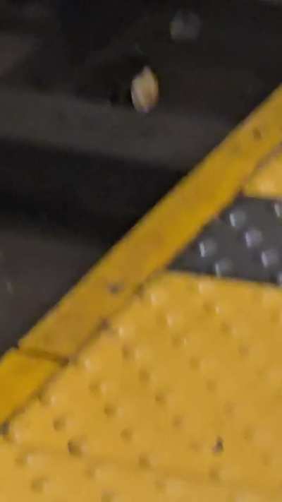 Pizza Rat Lives On
