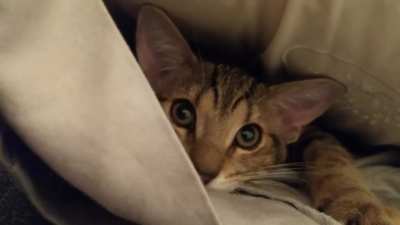 Kitty tucked himself into a pillowcase