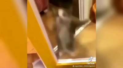 Gato saltarin :3