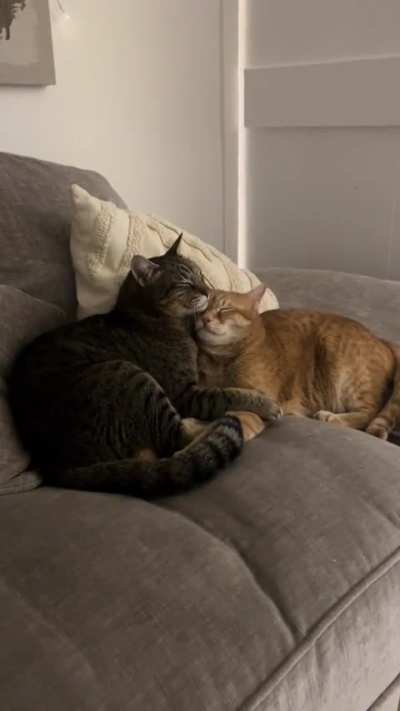 They are so cute