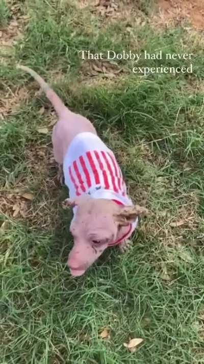 My puppy&rsquo;s story *SPOILER* with a happy ending [oc]