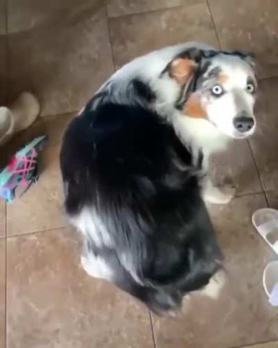 pet my butt