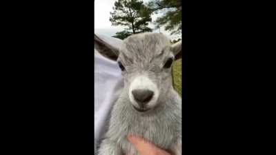 gote