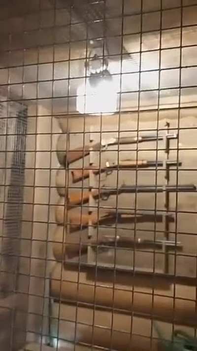 Squirrel trying to break into Zoos armory.