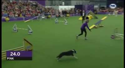 The speed of this dog , i mean it's like " FLASH " what a good stamina !
