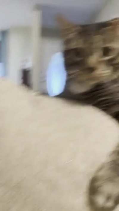 ol grumpy butt malachi bitchslapped my husband in the back of the head, then smacked my phone out of my hand. i still love him.