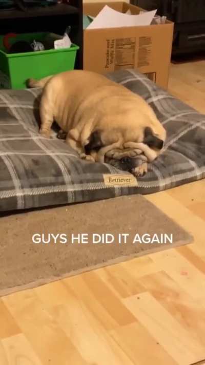 Pug entering sleep mode