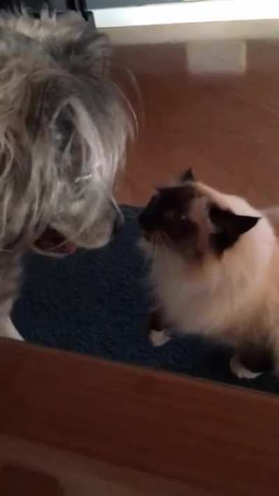 My dog and cat have a unique relationship