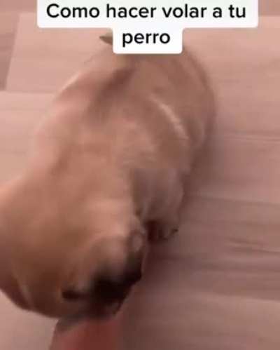 Perro volador