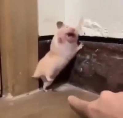 Hamster