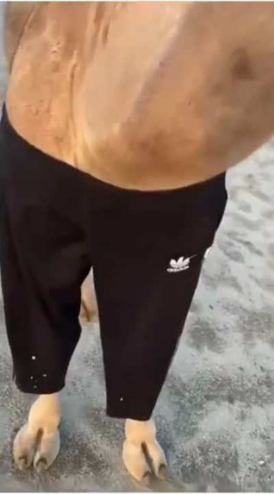Blursed Camel.