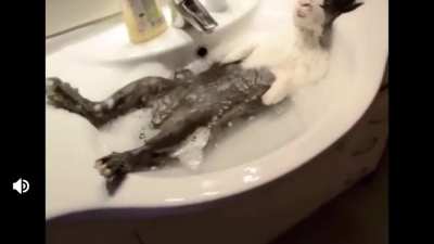 Cursed_rabbit