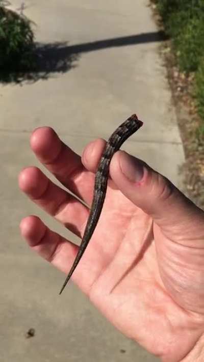 This lizard tail I found on the path. (Some lizards drop their tails as a defense mechanism, in a behavior called "caudal autotomy". This tail did not have a lizard attached when I found it.)