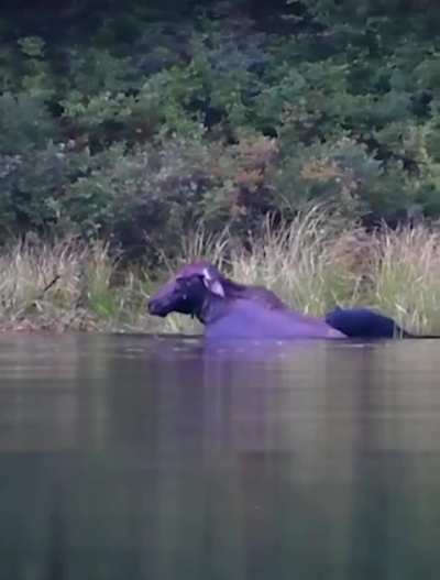 American black bears surrounding an injured moose calf in water