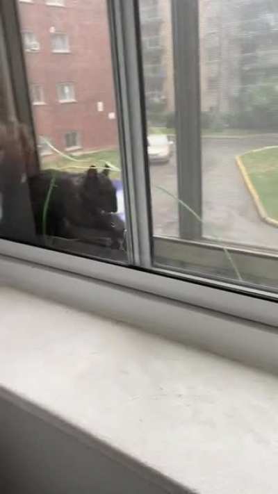 This squirrel is making its nest between my double pane windows. It&rsquo;s using the insulation from my air conditioner. It also kept me up all night.