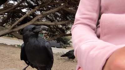 Blueberry the raven, "I would like to talk to you about your car's extended warranty."
