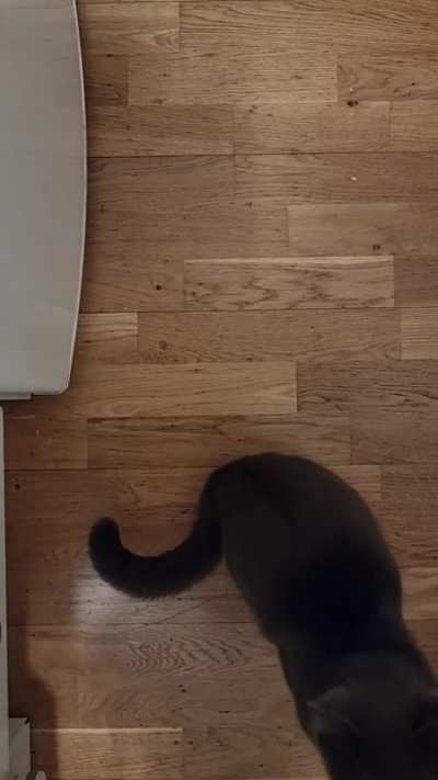 Joining in to yell with all the other cats that never get fed