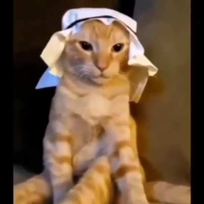 Arab cat