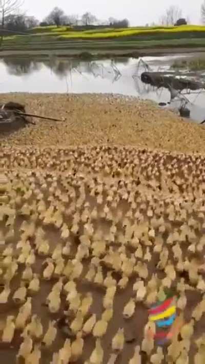загрязнение водоёма