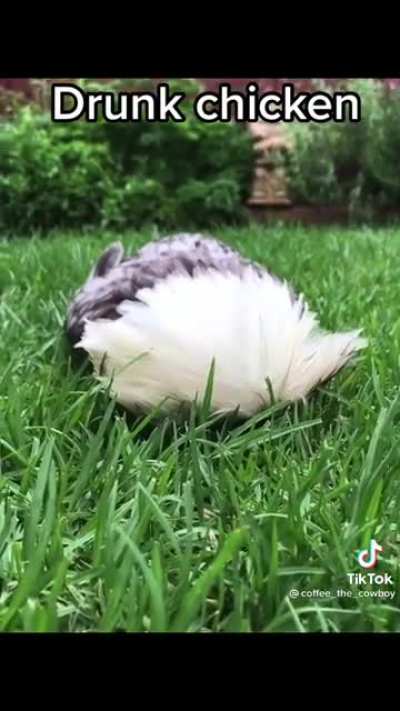 Drunk bird
