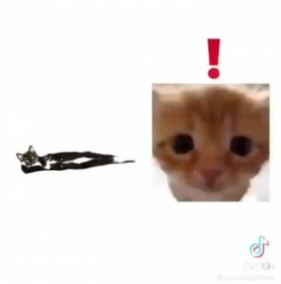wunk