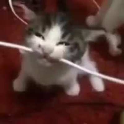 Kitty rule