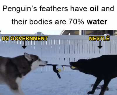 Who do you think should have the penguin?