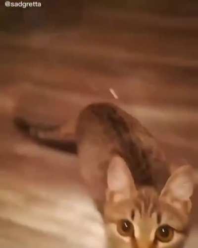 Кот