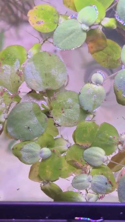 Small Black Tick looking pest on floating plants
