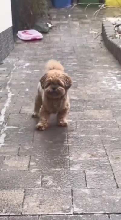 Meeting the doggo