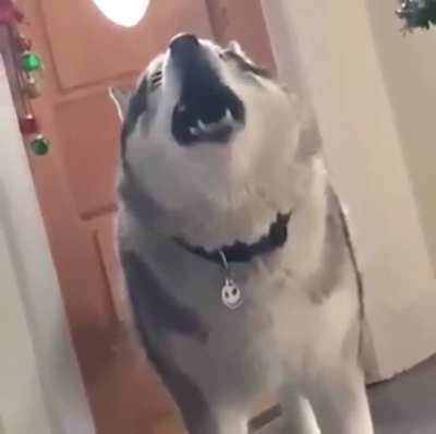 Huskies am I right?