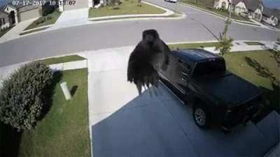 Camera&rsquo;s frame rate matches a bird&rsquo;s flapping wings and seems that bird just flying without flapping wings