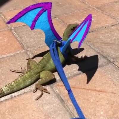 Onwers Gets His Pet Lizard A Pair Of Wings Which Move When The Lizard Breathes