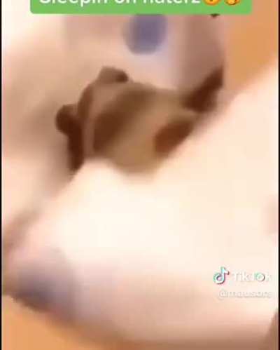frog