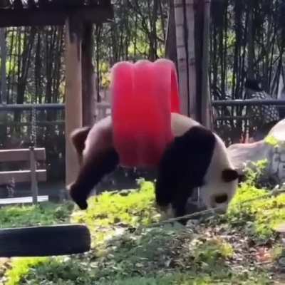 The Giant Panda, the world&rsquo;s silliest species of bear