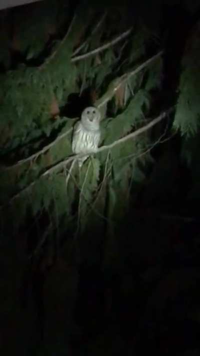 Owls are weird creatures