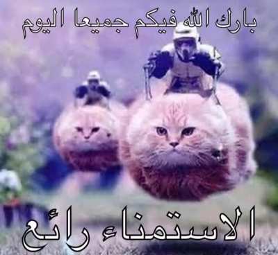 Flying_cat.jpg Free Downl<wbr>oad⬇️<wbr>⬇️ 😱😱🤣🤣