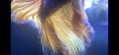 Merlin's beautiful tail in slow-motion using a macro lens! Absolutely mesmerizing! Love my beautiful boy. &amp;lt;3