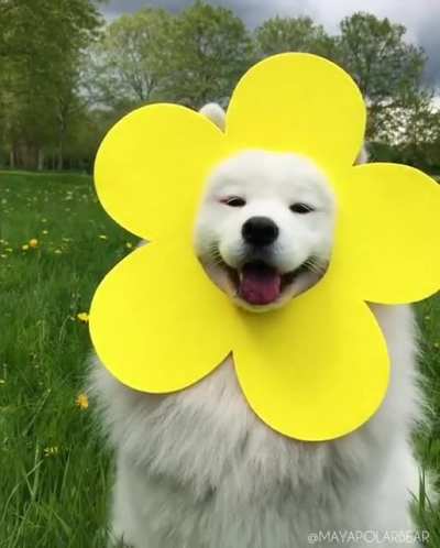 Samoyeds were originally bred for hunting, herding reindeer, and hauling sledges for the Samoyede people in Siberia. Friendly and affable, their happy expressions has earned them the nicknames "Sammie smile" and "Smiley dog".