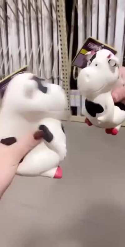 Cow fight
